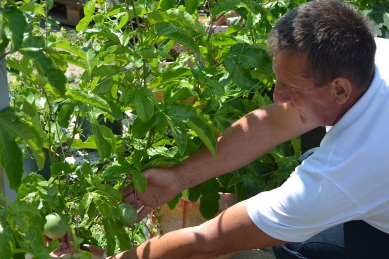 На Херсонщині садівник вирощує вдома екзотичні фрукти1