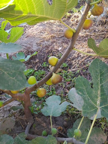 На Херсонщині садівник вирощує вдома екзотичні фрукти3