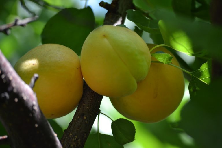На Херсонщині садівник вирощує вдома екзотичні фрукти20