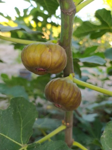 На Херсонщині садівник вирощує вдома екзотичні фрукти2