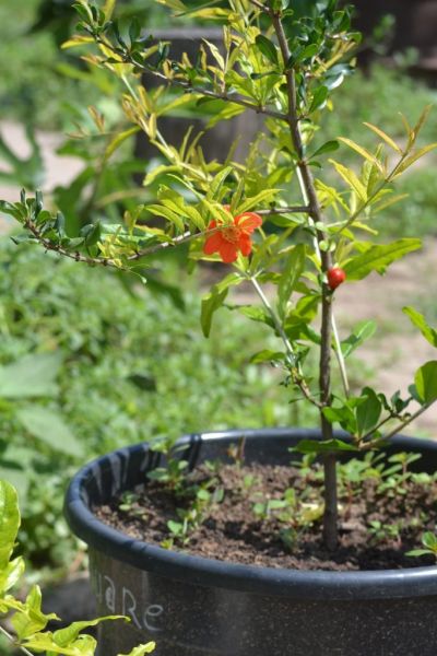 На Херсонщині садівник вирощує вдома екзотичні фрукти6