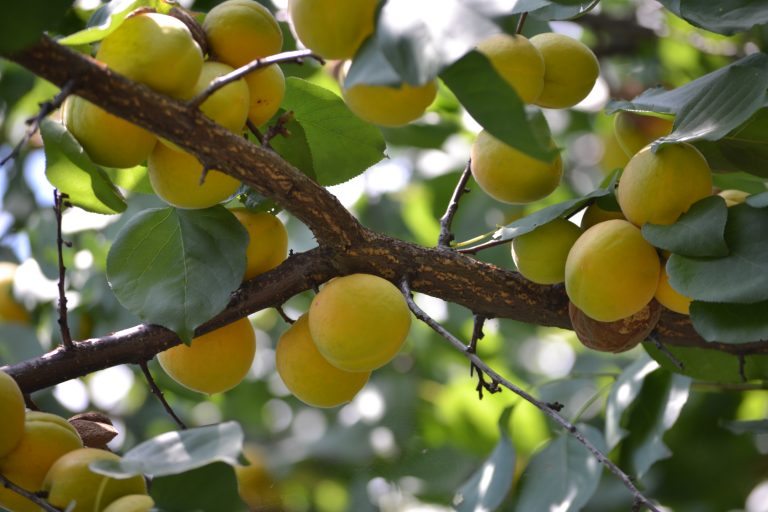 На Херсонщині садівник вирощує вдома екзотичні фрукти19