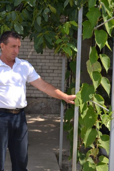 На Херсонщині садівник вирощує вдома екзотичні фрукти10