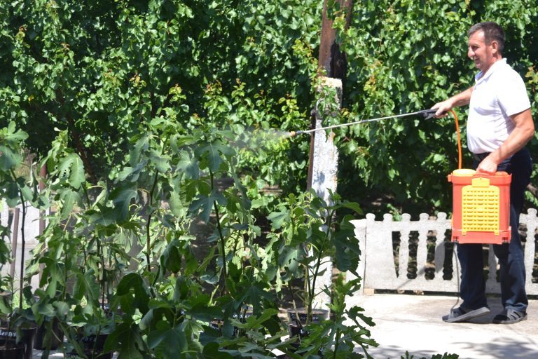 На Херсонщині садівник вирощує вдома екзотичні фрукти11