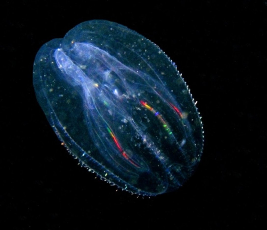 гребневик — морська тварина, схоже на медузу