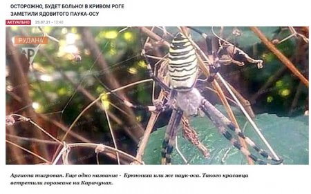 У Скадовську помітили павука-осу
