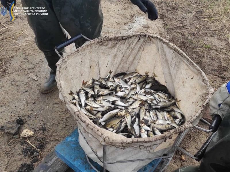 У водойми Херсонщини вселено понад 4 тонни молоді риб — новости херсона1