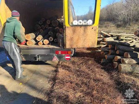 На Херсонщині під сокиру знову йдуть лісосмуги