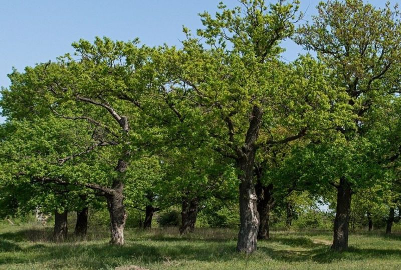 На Херсонщині пам'ятці природи не вистачає догляду1