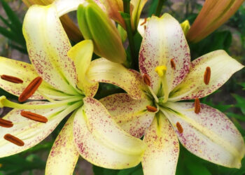 14 липня на календарі: дні ангела, традиції та заборони дня