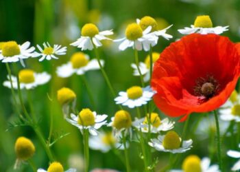 16 липня: дні ангела, традиції та заборони дня