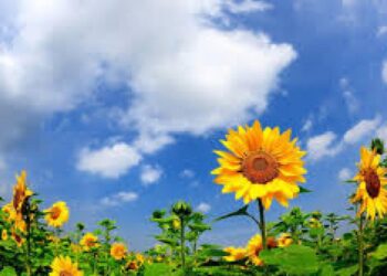 18 липня: дні ангела, традиції та заборони дня