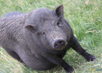 455 фермерських господарств відкрили в Україні