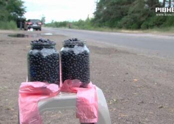 Ліс замінований, але в окремих громадах Рівненщини ягоди збирають (ВІДЕО)