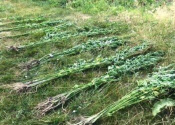 Майже 600 рослин маку та понад 200 конопель: поліцейські Рівненщини продовжують виявляти незаконні посіви нарковмісних рослин
