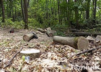 На Тернопільщині 31-річному чоловіку загрожує три роки тюрми через зрізані дерева — Тернопільські новини