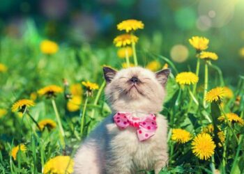 На Тернопільщині очікується спека до +33 градусів — Тернопільські новини