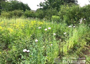 Понад півтори тисячі снодійного маку на пиріжки: поліцейські Рівненщини документують злочини (ФОТО)