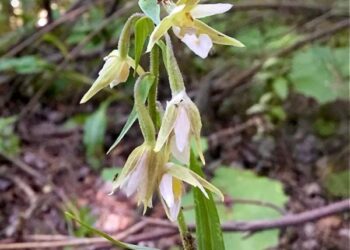 У Дніпровсько-Орельському заповіднику знайшли рідкісну рослину |   — новости Днепра
