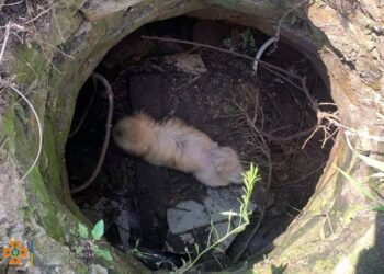 У Нікополі рятувальники визволили песика з каналізаційного колодязя |   — новости Днепра