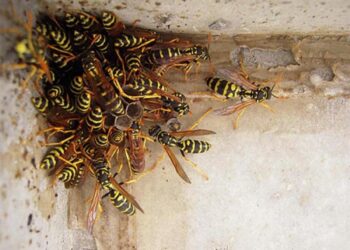 У Рівному в п’ятиповерхівці знешкодили осине кубло