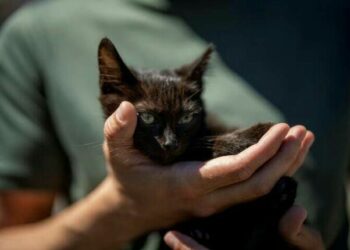 Військові розповіли про долю кота, врятованого з острова Зміїний — Новини Одеської області