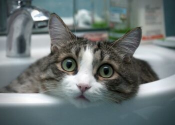 1 серпня частина Одеси залишиться без води | Одеський Кур’єр