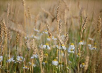 12 серпня: свято, традиції та прикмети дня