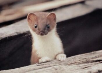 9 серпня на календарі: свята, традиції та народні прикмети