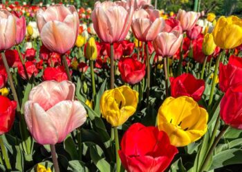 Квіти проти війни: Запоріжжя прикрасилося тюльпанами (фото) | Новини Запоріжжя — кримінал