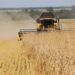 У Червоноградському районі триває збір озимої пшениці – Новини Львова та області