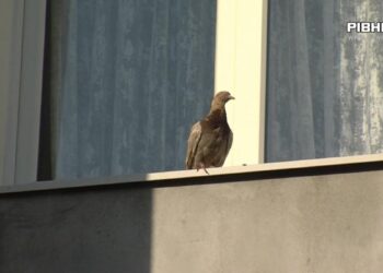 «Голуби гадять на машини»: рівняни скаржаться на сусідку (ВІДЕО)