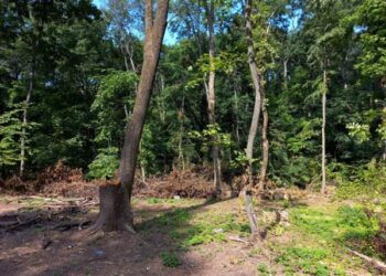 На Дніпропетровщині випилюють старовинний дубово-ясеневий ліс |   — новости Днепра