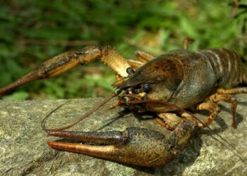 На Рівненщині заборонили ловити раків