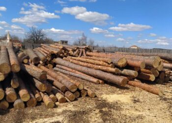 Незаконно вирубаний ліс у Вараському районі передадуть на ЗСУ