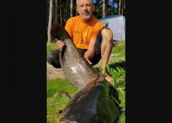 Пофотографував і відпустив: на Березнівщині чоловік спіймав величезного сома