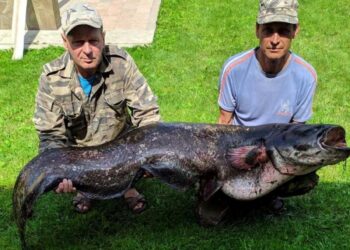 Рибалка з Рівненщини спіймав 43-кілограмового сома