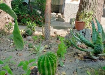 У Дніпрі  з’явилися справжні тропіки |   — новости Днепра