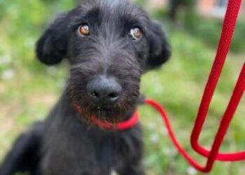 У Рівному шукають господарів для собаки, яку отруїли