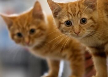 У Тернопільській міськраді спростували заяву про знищення безпритульних котів — Тернопільські новини