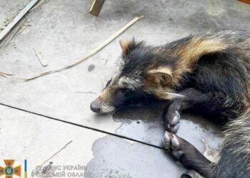 В Одеській області врятували єнота (ФОТО) — Новини Одеської області