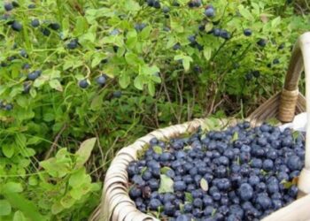 Від заготівлі чорниць місцеві бюджети Рівненщини отримали 2,4 мільйона гривень