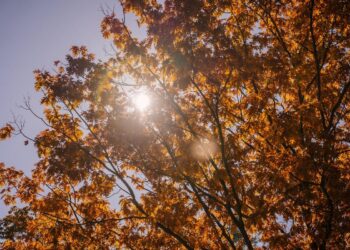 15 вересня на календарі: свята, дні ангела та традиції