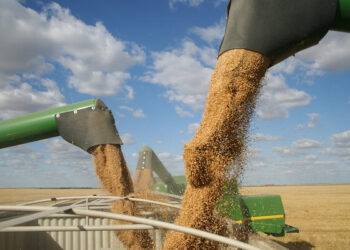 Цього року врожай зернових в Україні може зменшитись майже на 30 млн тонн – Новини Кам’янське