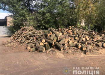 На Дніпропетровщині «чорні лісоруби» знищили 90 дубів |   — новости Днепра