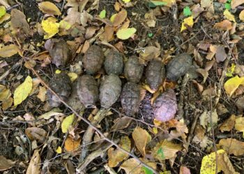 На Дубенщині піротехніки ГУ ДСНС під час планового розмінування території лісового масиву знищили 57 боєприпасів часів війни