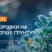 На Кіровоградщині обіцяють заморозки