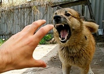 На Тернопільщині в одній з громад свійські тварини захворіли на сказ — Тернопільські новини