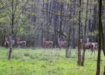 Реформа лісової галузі – ліси держвласності приватизувати заборонено – Новини Кам’янське