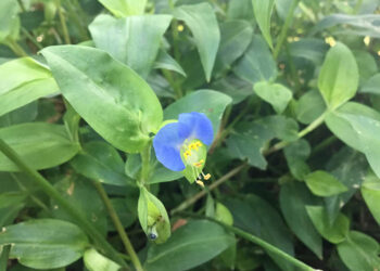 У Дніпровсько-Орельському заповіднику з’явилася незвичайна азіатська рослина |   — новости Днепра